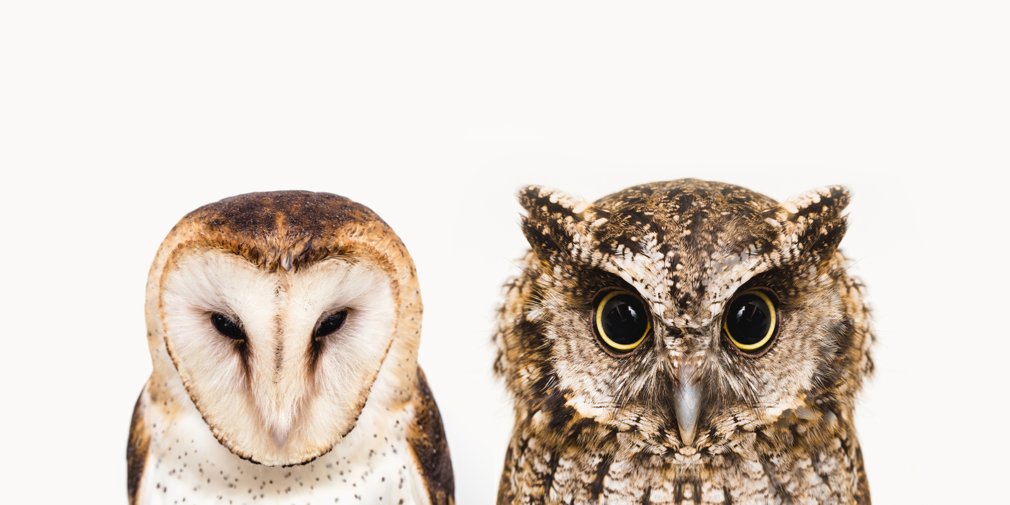 two curious owls with white background