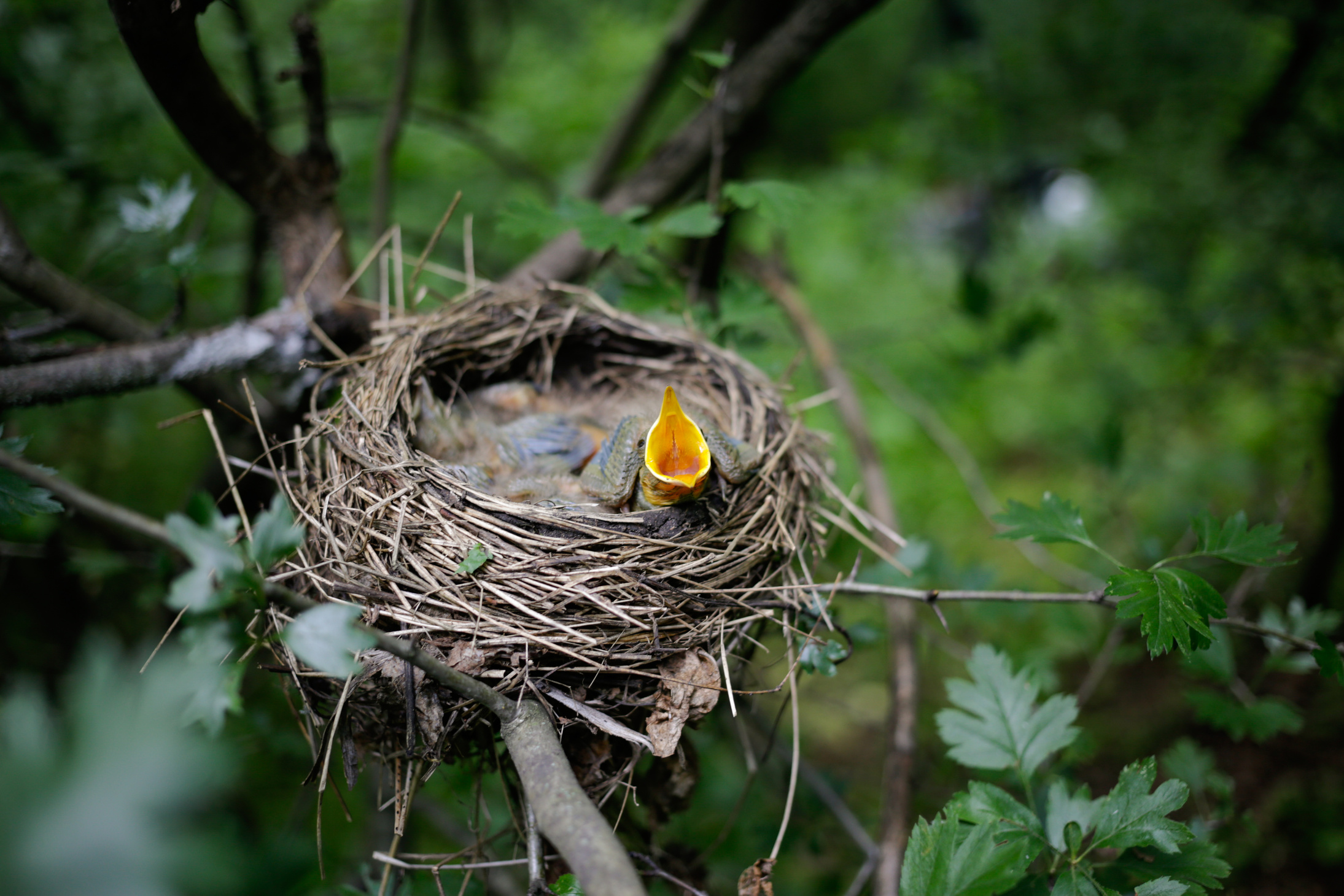 Bird's nest.