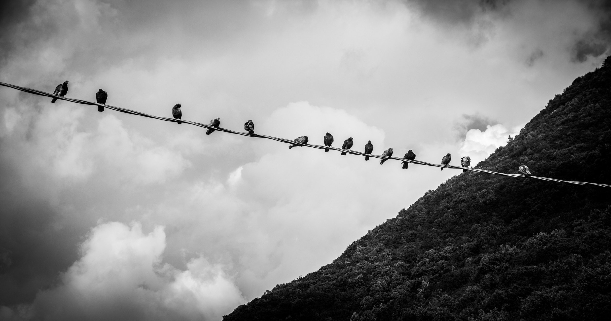 Group of birds on a line